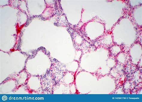 Animal Cell Tissue Under Microscope Animal Cell Definition And