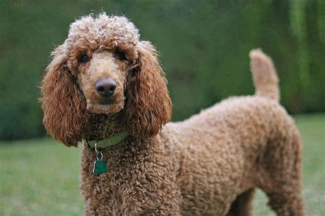 Poodle Colors Explore 11 Solid Colors With Examples Dog Breed Answers
