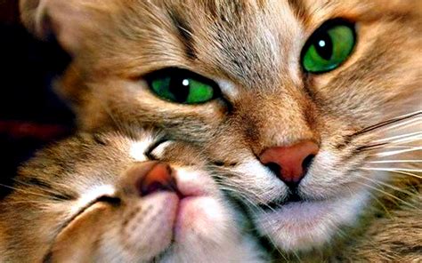 Mother And Child Cat Wallpapers Hd Desktop And Mobile