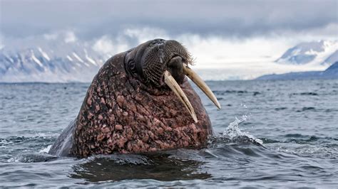 The Last Walrus Nature Of Things