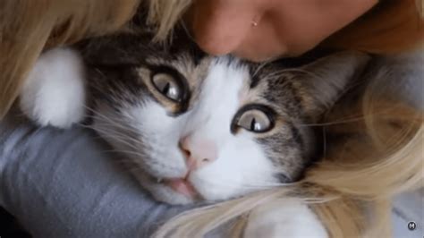 Why You Shouldnt Kiss Your Cat Life With Cats