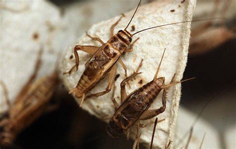 crickets in pennsylvania can be tricky to get rid of