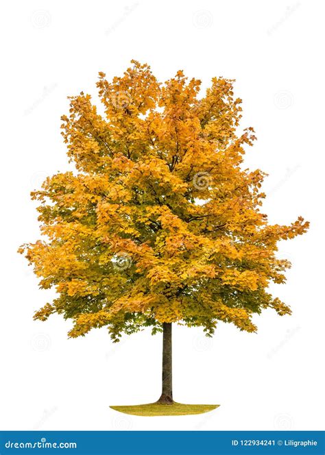 Autumnal Yellow Maple Tree Isolated White Background Stock Image