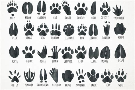 Watercolor Animal Tracks Clipart, Animal Tracks Clip Art, Paw Print Cl