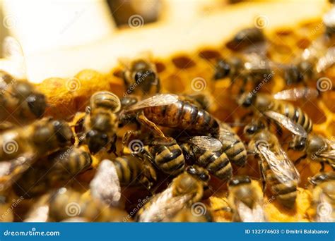 Queen Bee And Bees On A Honeycomb Close Up Stock Image Image Of