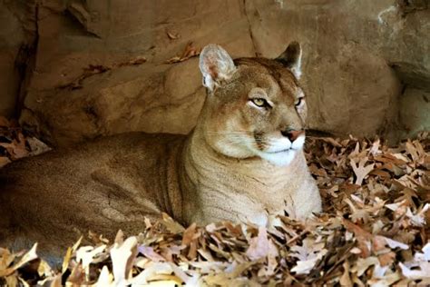 Puma Do Leste é Declarado Oficialmente Extinto Amda