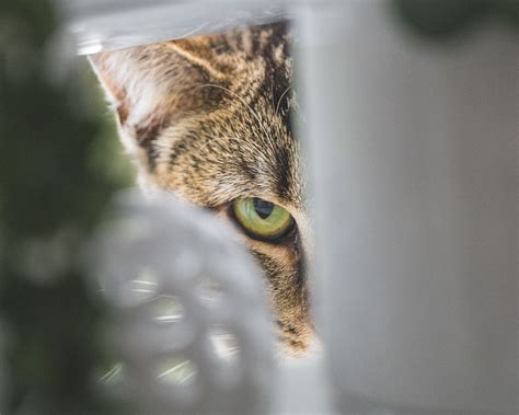 Australians Open To Using Genetic Technology To Manage Feral Cats Csiro