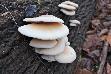 Oyster Mushrooms Virginia Wildflowers