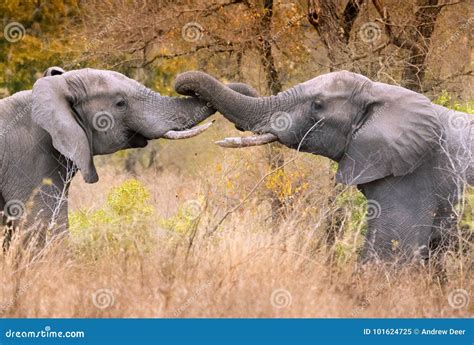 Pair Of Male Elephants With Entwined Trunks Stock Image Image Of