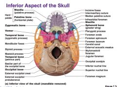They make up the neck bones. Axial Skeleton: Skull and Facial bones Flashcards - Cram.com