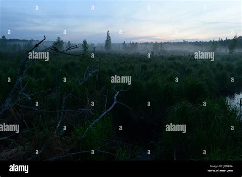 Forest Swamp Before Dawn In A Misty Haze Stock Photo Alamy