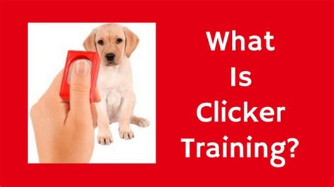 What Is Clicker Training Pawsitive Solutions