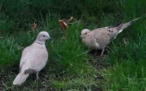 Apr202012f 002 Eurasian Collared Dove And Mourning Dove Flickr