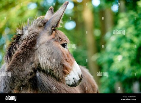 Domestic Donkey Equus Asinus Asinus Portrait Of A Mare Germany