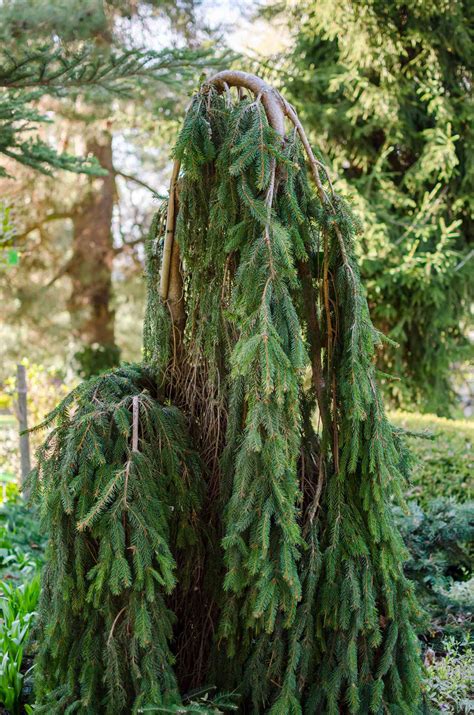 19 Best Types Of Weeping Trees