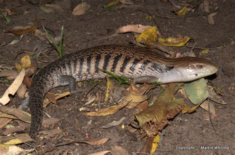 Why Do Blue Tongued Skinks Have Blue Tongues