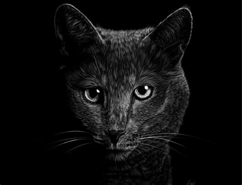 Grey Cat By Aileira On Deviantart