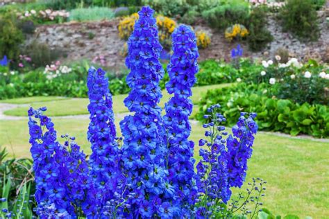 Починаючи з середини весни, можна зустріти нереально красиві рослини, які залучають перехожих не тільки буйством. Багаторічні квіти які цвітуть все літо 🌷 | Блог METRO