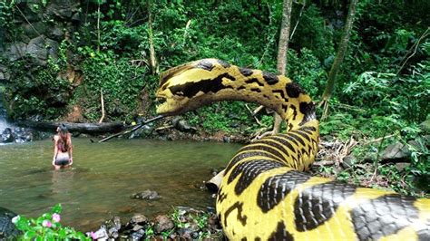 Whats The Biggest Snake On Earth - Snake Poin