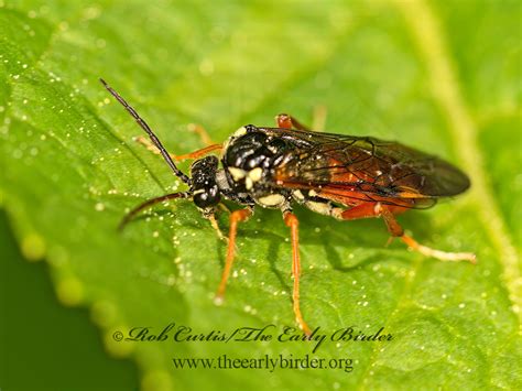 Rob Curtisthe Early Birder Symphyta Sawflies Horntails And Wood Wasps