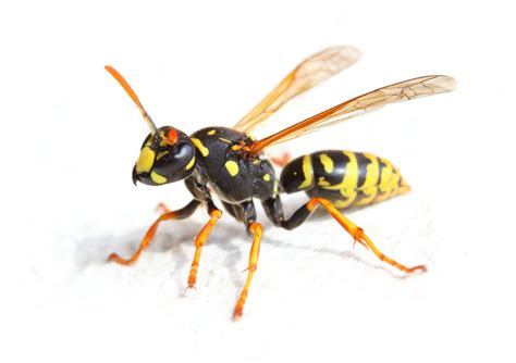 The Yellow Jacket Wasp
