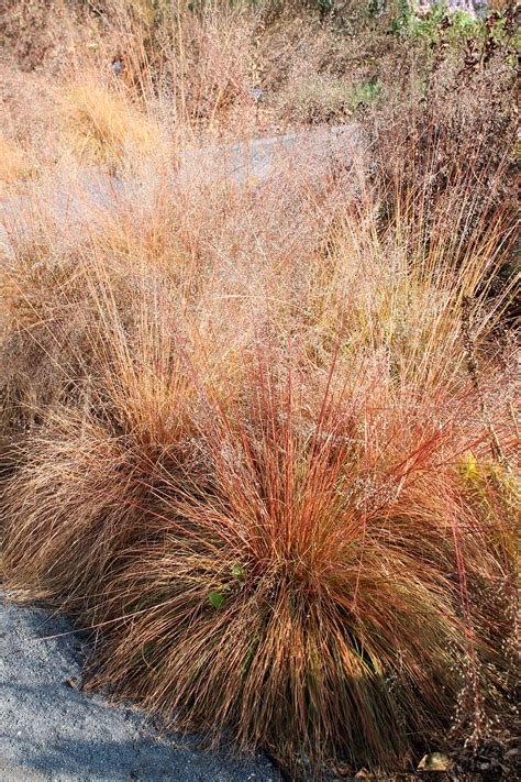 Prairie dropseed seeds 8045 (sporobolus heterolepis). Prairie dropseed | Garden Housecalls