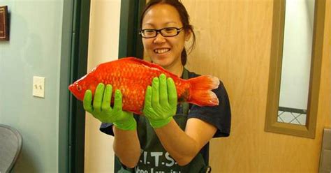 Monster Goldfish Found In Lake Tahoe Cbs News