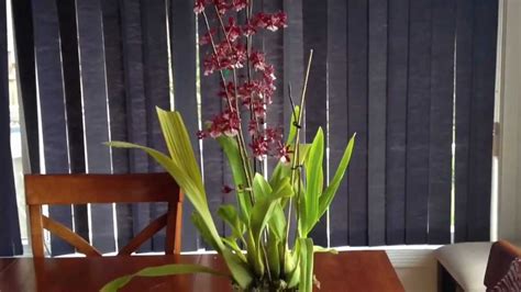 Every time you think you need to water while the orchid is still in its unsuitable container, wait three more days. Orchid care growing Oncidium Sharry Baby orchid ...