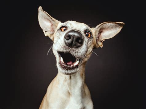 Самые смешные собаки 115 фото ⚡ Фаникру