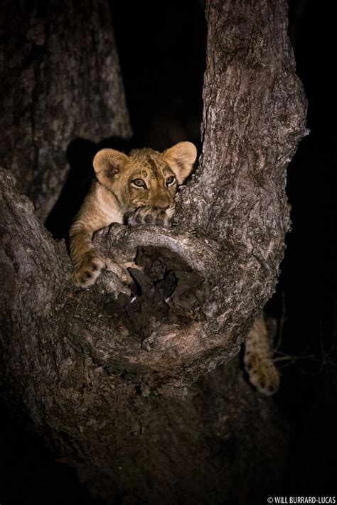 Lion Cub In Tree Will Burrard Lucas
