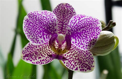 Marias Orchids My Orchid Flowers Gallery