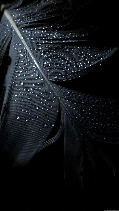 Hd Iphone Wallpaper Black Feather Rain Drops Iphone 6 Plus Hd Wallpaper
