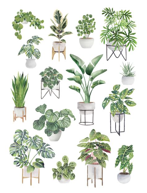 Plant Illustration Botanical Illustration Watercolor Illustration