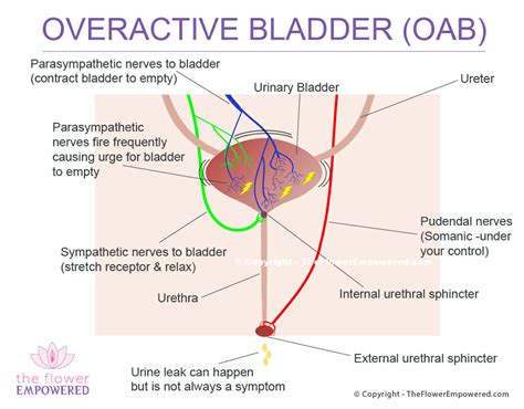 Overactive Bladder Oab Affects 17 Of Women With Incontinence