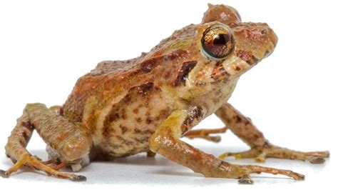 Ekvador da 6 yeni kurbağa türü keşfedildi