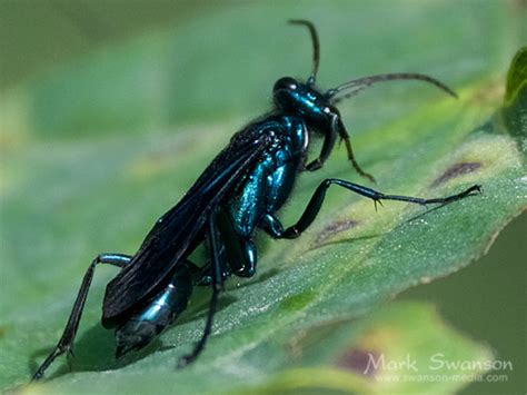 Blue Mud Wasp Chalybion Californicum Bugguidenet