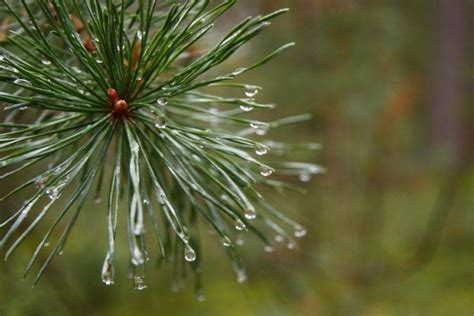 Plants Pine Trees Macro Wallpapers Hd Desktop And Mobile Backgrounds