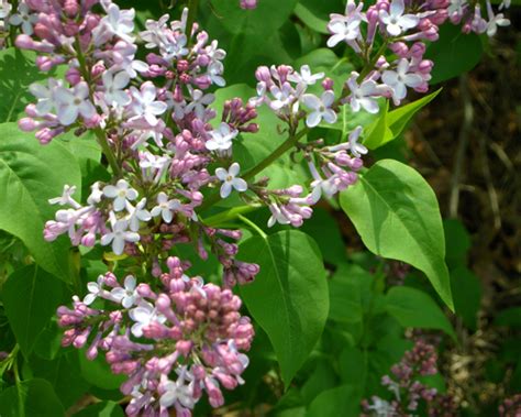 Check spelling or type a new query. FS1221: Pruning Flowering Shrubs (Rutgers NJAES)