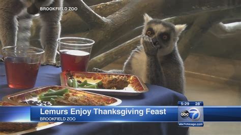 Photos Lemurs Get Thanksgiving Feast Abc7 San Francisco