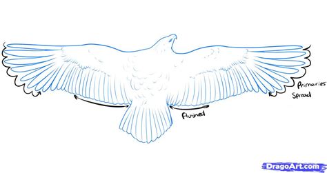 Drawing animals in motion is difficult! Flying Bird Drawing - Cliparts.co