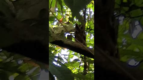 Kawasan hutan atau laluan ada buluh kuning. Lokasi Orang Bunian - YouTube