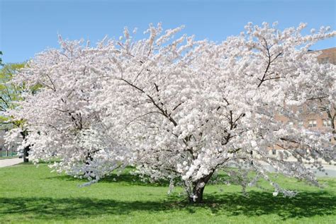 White Cherry Tree