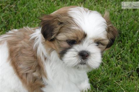 Shih tzus for sale in missouri. Shih Tzu puppy for sale near Joplin, Missouri | 014a490e-b531