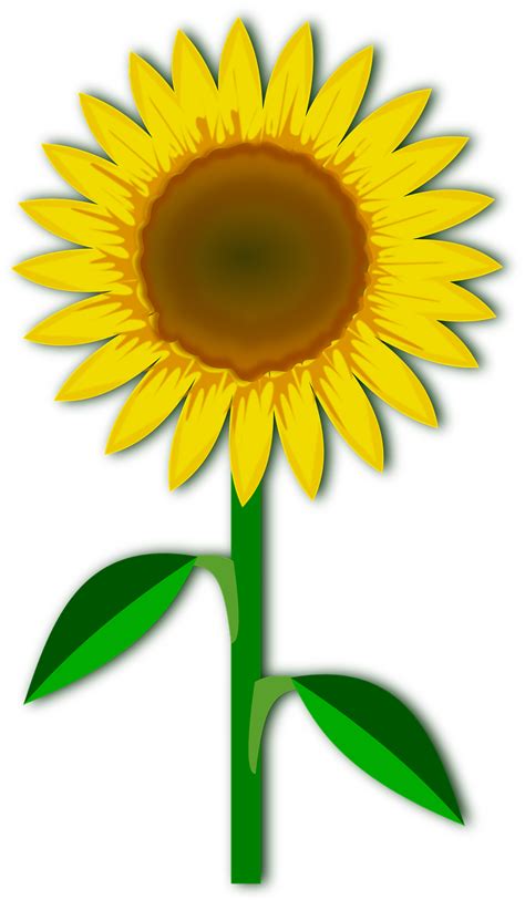 Explore 632 Free Flower Clip Art Illustrations Download Now Pixabay