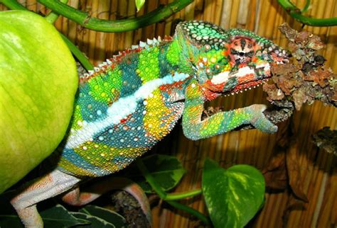 The 3 Best Pet Chameleons For Beginners Chameleon School