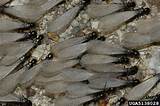 Photos of Swarming Termite