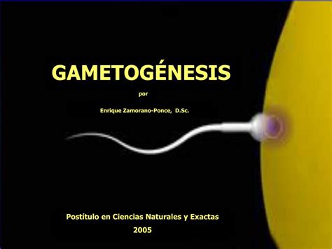 Ppt GametogÉnesis Powerpoint Presentation Free Download Id4127974