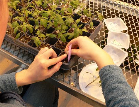Under ipm, a pest is any organism you don't want around. Current IPM Priority Issues (Vegetables) | Integrated Pest ...