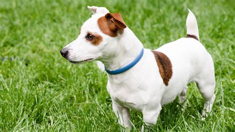 Jack Russell Terrier Raza De Perro Mascotas Hogarmania