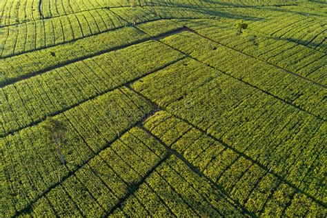 Aerial View Of Green Corn Field In Countryside Stock Image Image Of